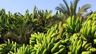 تبلیغات اتنخابات